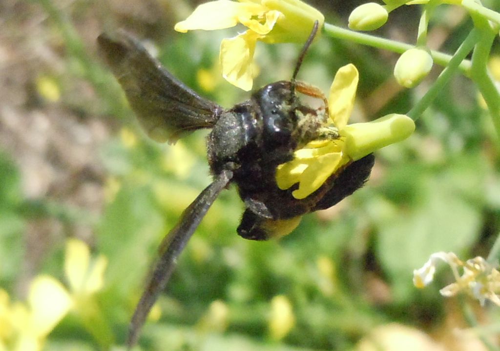 Andrena morio?